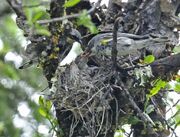 Yellow-rumped Warbler nest