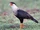 Caracara