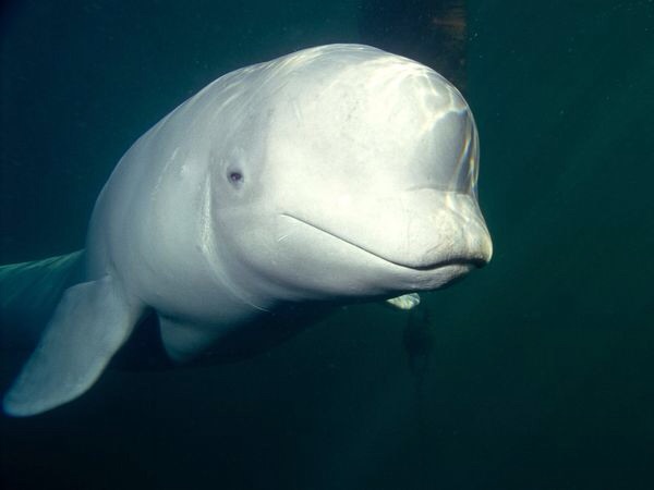 beluga whales mating