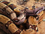 Boa Constrictor