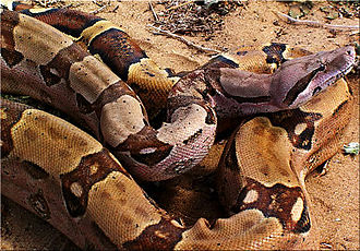 Foot-long dwarf boa found in Ecuadorian