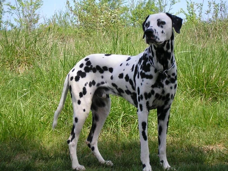 Dalmatian