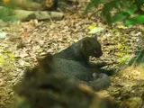 Jaguarundi
