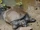 Black Softshell Turtle