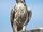 Prairie Falcon