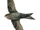 Dark-rumped Swift