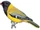 Western Oriole