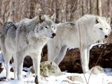 Tundra Wolf