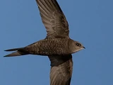 Pallid Swift