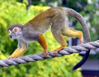 Common Squirrel Monkey