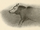 Paleolithic Dog
