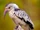 Damara Red-billed Hornbill