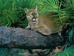 Florida Panther0