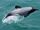 Maui's Dolphin