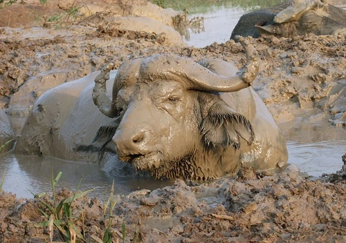 African buffalo taking a mud bath in Murchison Falls National Park, Uganda