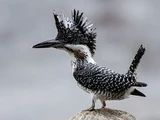 Crested Kingfisher
