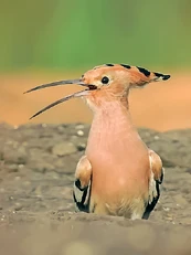 Common Hoopoe (Upupa epops) Photograph by Shantanu Kuveskar