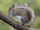 Eastern Gray Squirrel