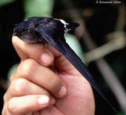 Pygmy-swiftlet