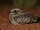 Spotted Nightjar