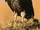 Lappet-Faced Vulture