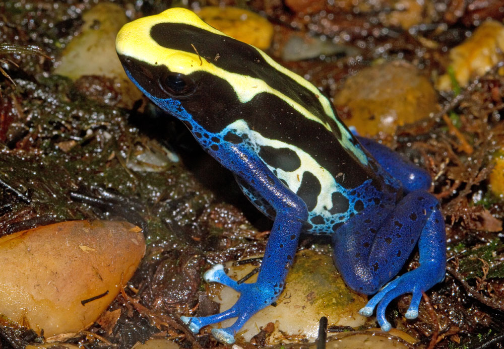 Dyeing Poison Dart Frog, Blue Poison Dart Frog (Dendrobates