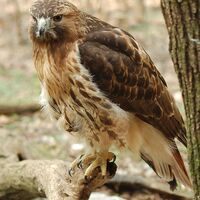 Red Tailed Hawk Animal Database Fandom Hawk walts height in feet: red tailed hawk animal database fandom