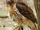 Red-tailed Hawk