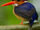 African Dwarf Kingfisher