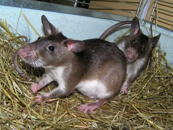 gambian pouched rat