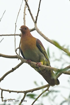 137751254.pmLuhFy9.PigeonCinn .pbase