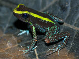 Phyllobates aurotaenia