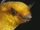 Myotis midastactus