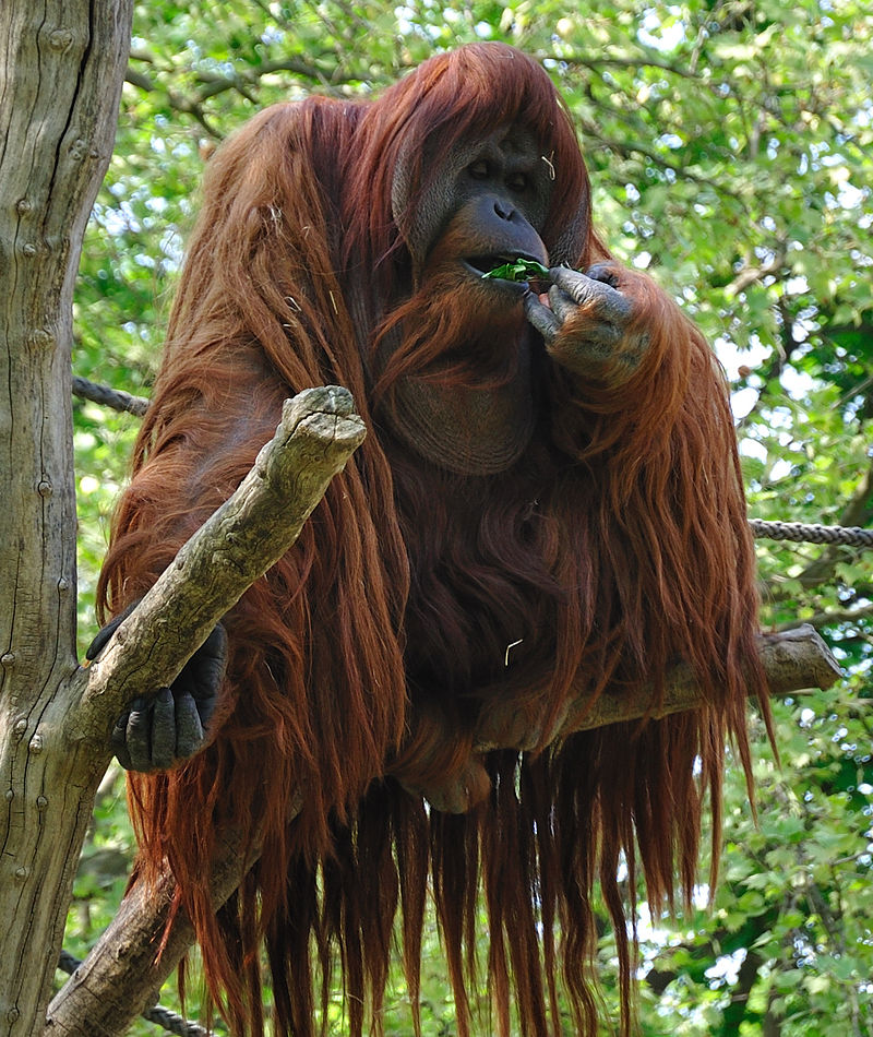 Bornean Orangutan | Animal Database | Fandom