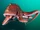 Giant Pacific Octopus