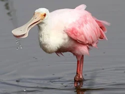 Roseate Spoonbill | Animal Database | Fandom