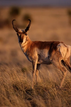A male Sonoran Pronghorn