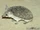 Long-eared Hedgehog