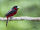 Black-and-red Broadbill