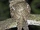 Palawan Frogmouth