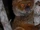 Betsileo Woolly Lemur