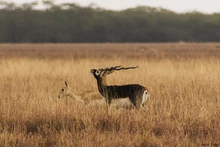 Male Blackbuck, Antilope cervicapra, courting a female