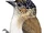 Greyish Piculet