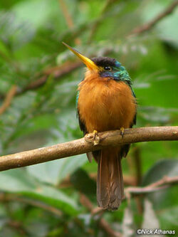 Blue-necked Jacamar | Animal Database | Fandom