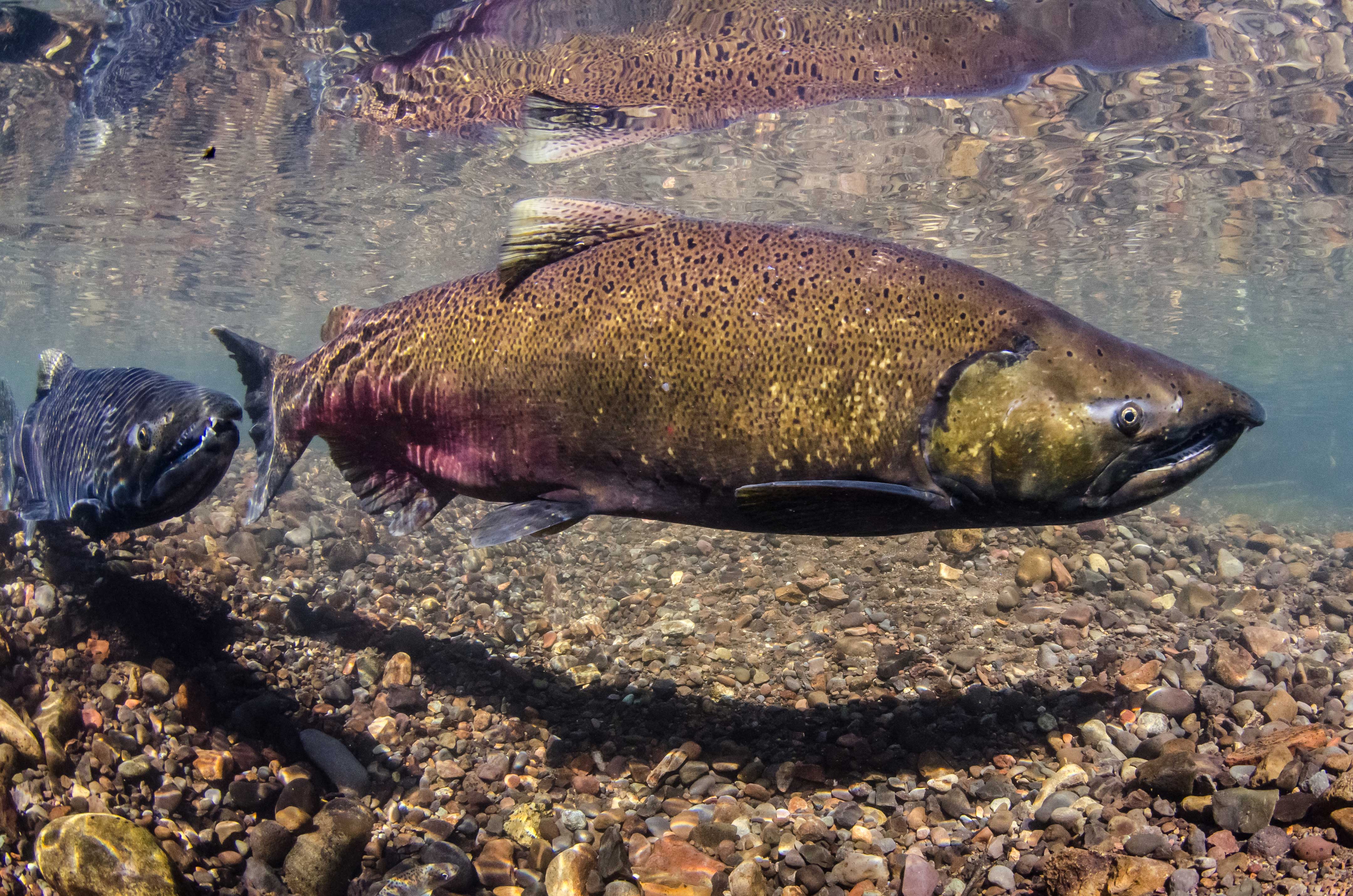 Oncorhynchus - Wikipedia