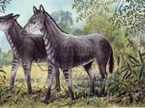 Anchitherium