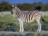 Burchell's Zebra