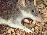 Isarog Shrew Rat