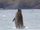 Tropical Bottlenose Whale