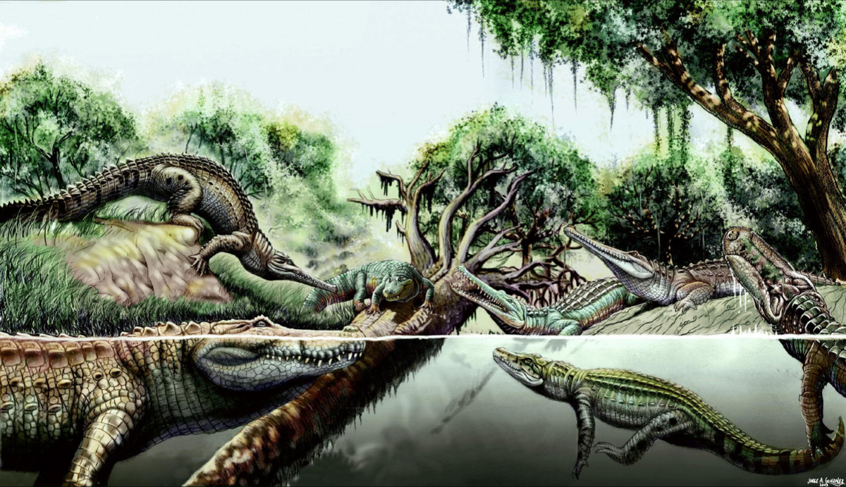 Human activity 'driving half of world's crocodile species to extinction', Endangered species